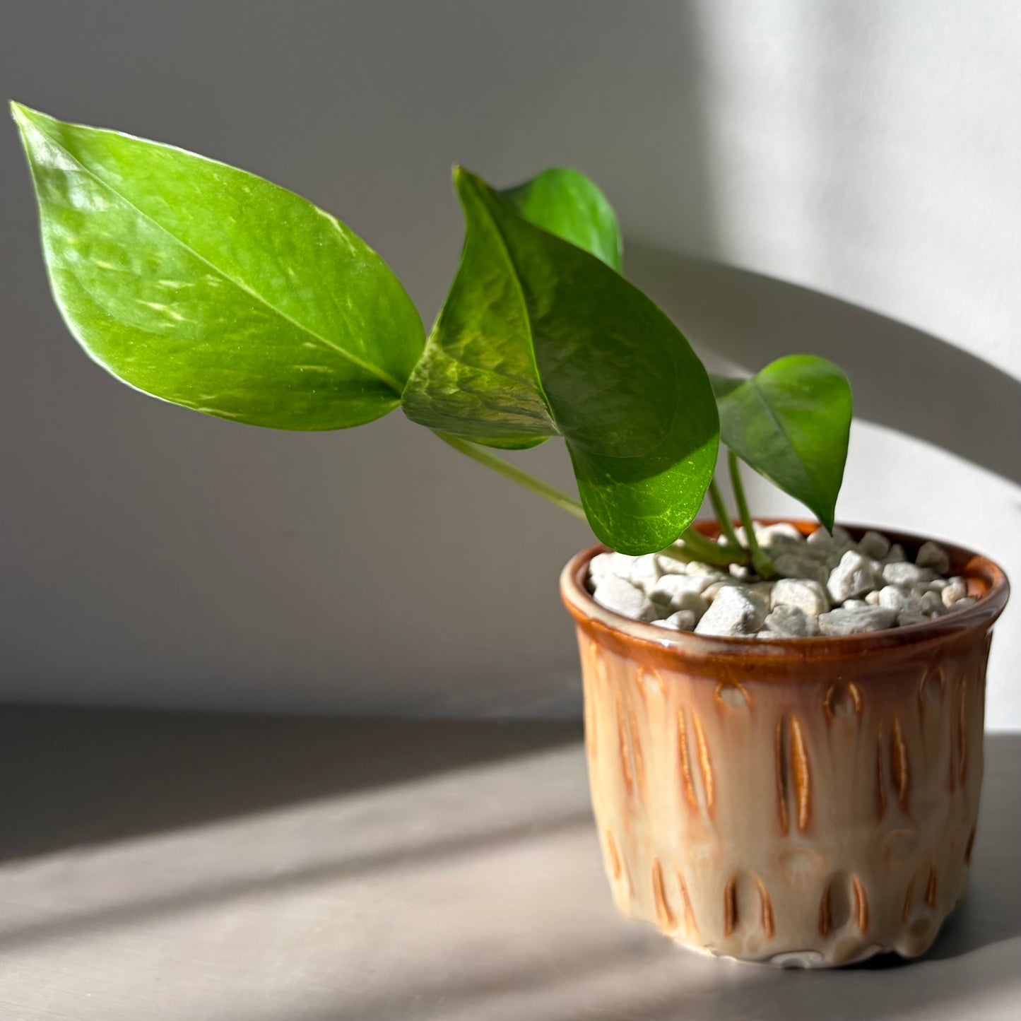 Golden Pothos in Drip Glazed Ceramic