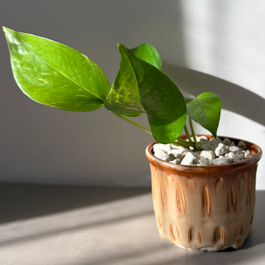 Golden Pothos in Drip Glazed Ceramic