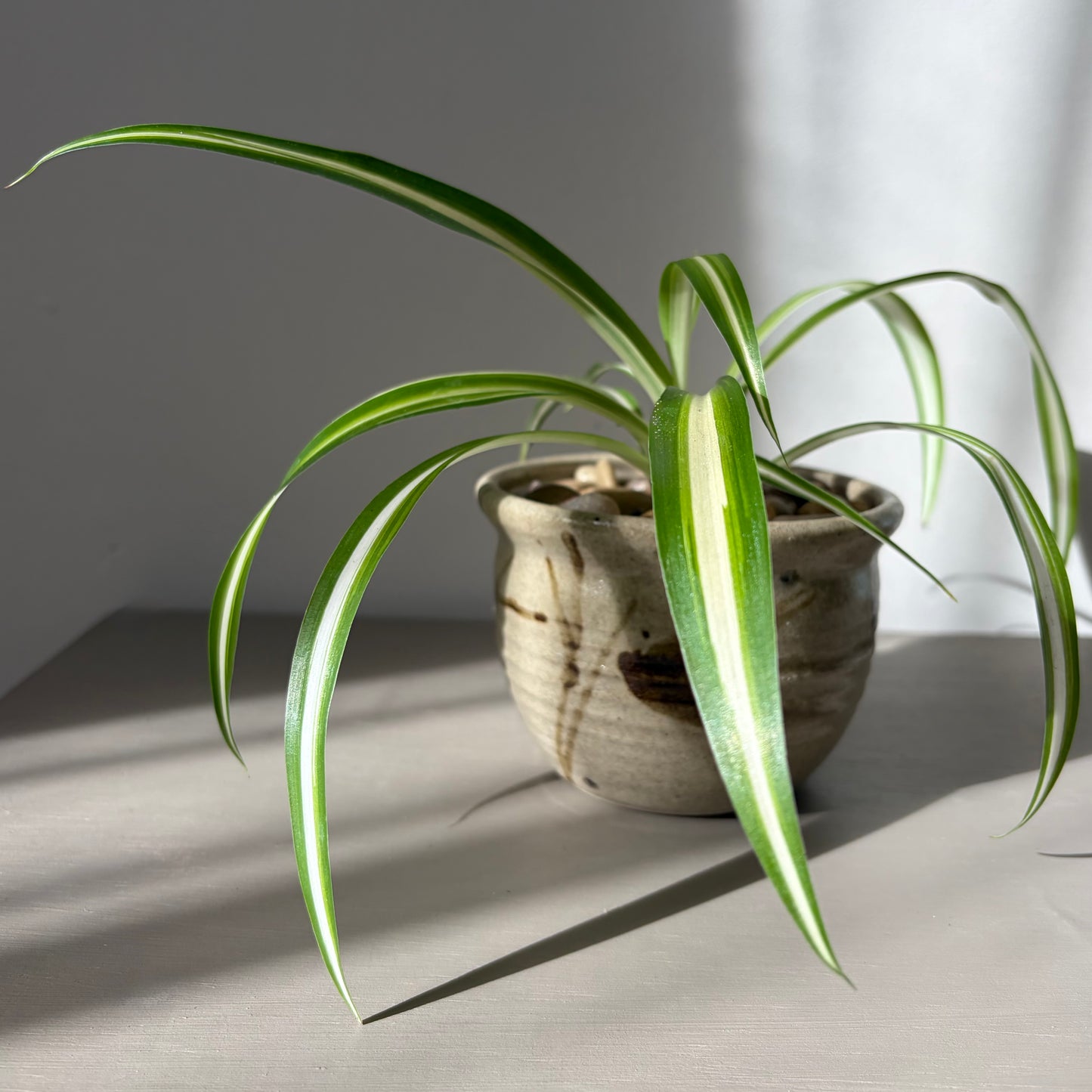 Spider Plant in Studio Pottery Planter
