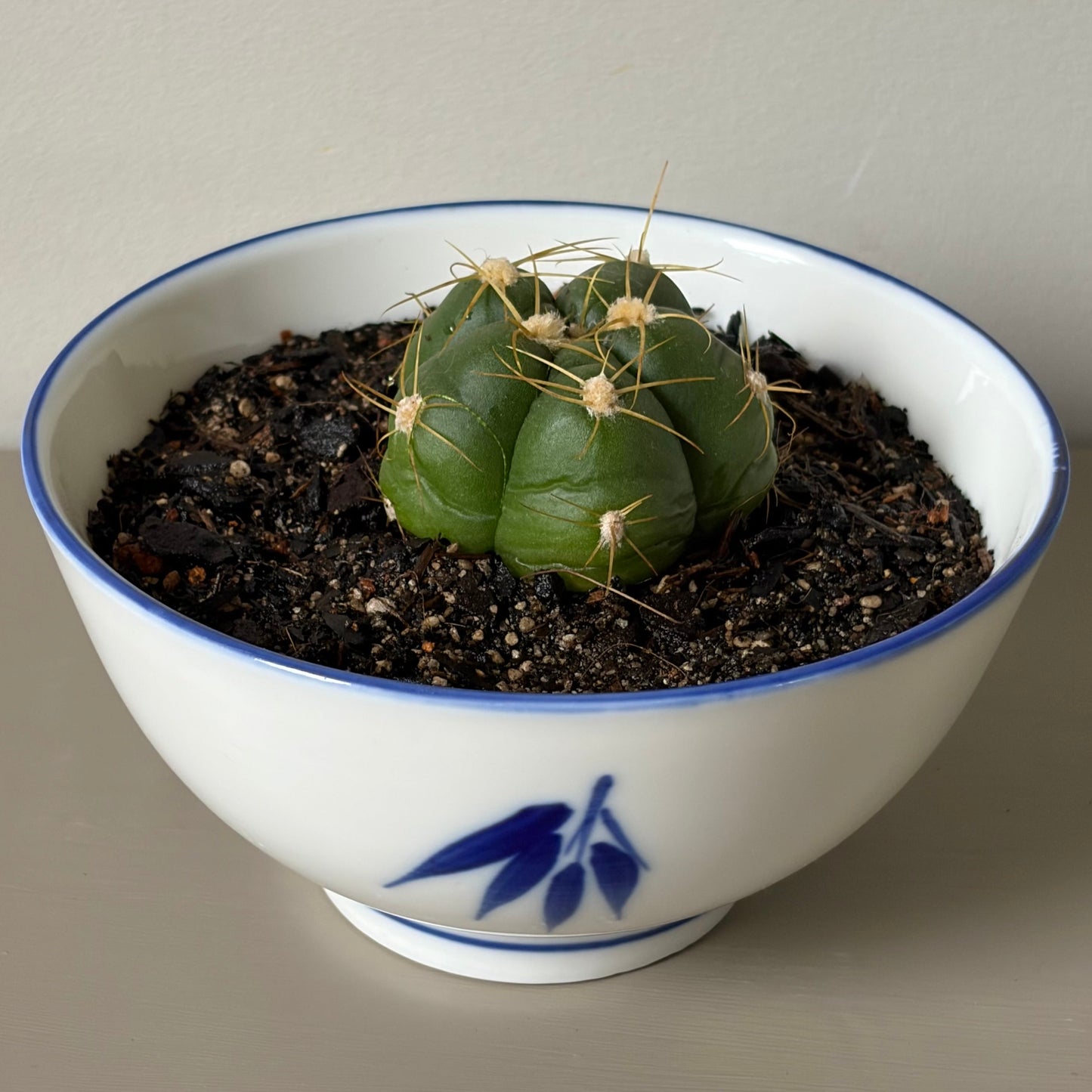Gymnocalycium horstii in Vintage Japanese Porcelain