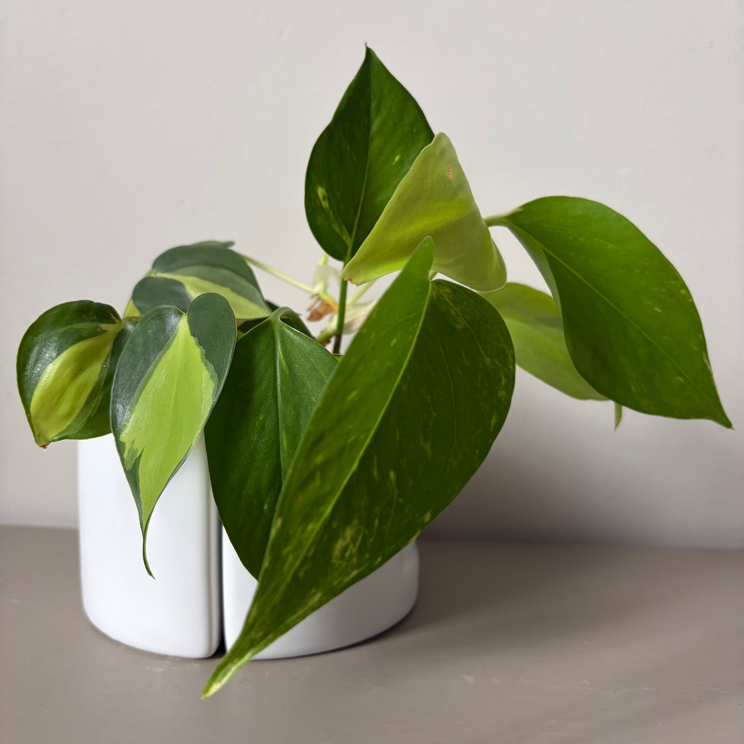Neon Pothos and Brazil Philodendron book ends