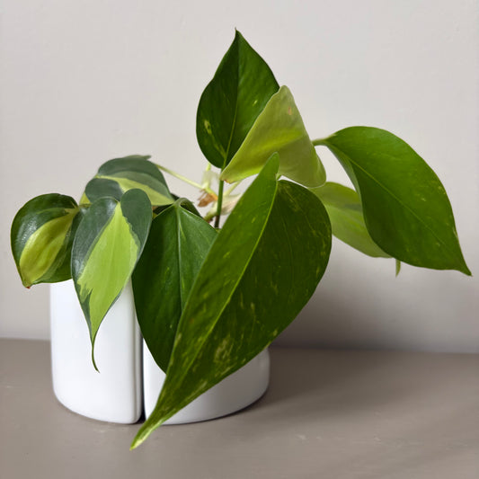 Neon Pothos and Brazil Philodendron book ends