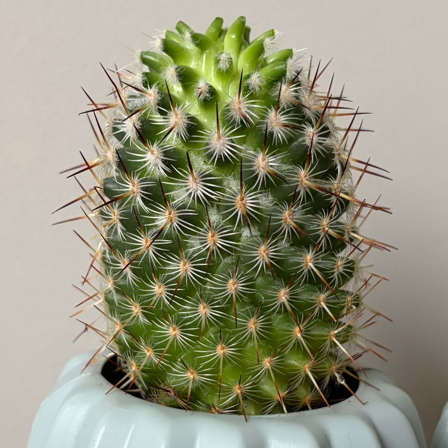 Mammillaria microhelia Cactus