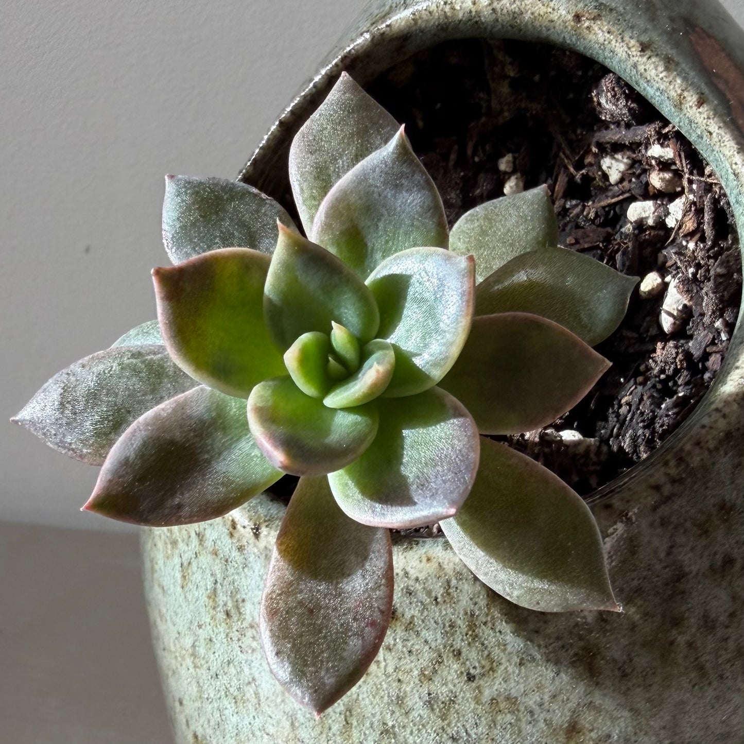 Black Prince Echeveria in Studio Pottery Salt Pig