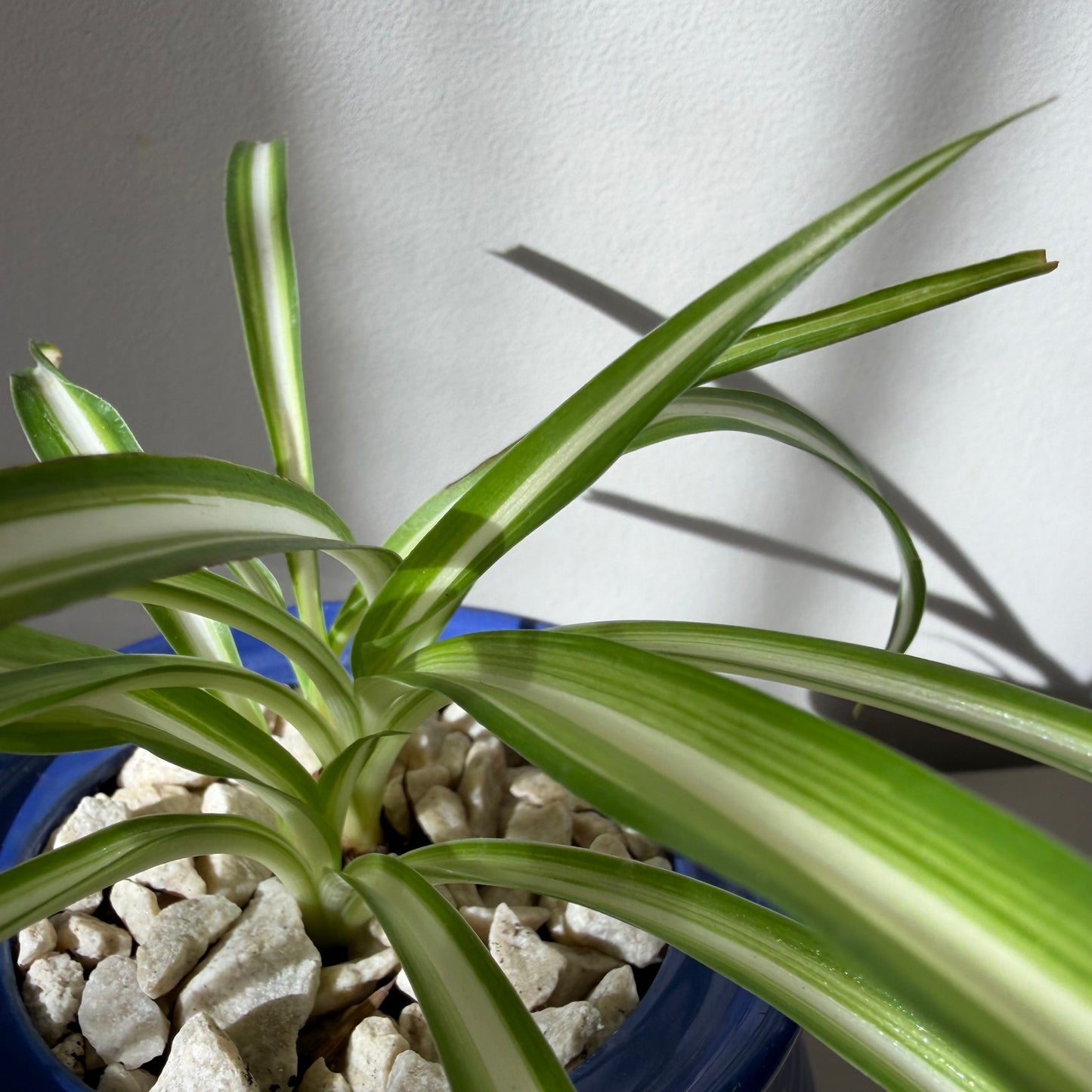 Spider Plant in Cobalt Ceramic Pot