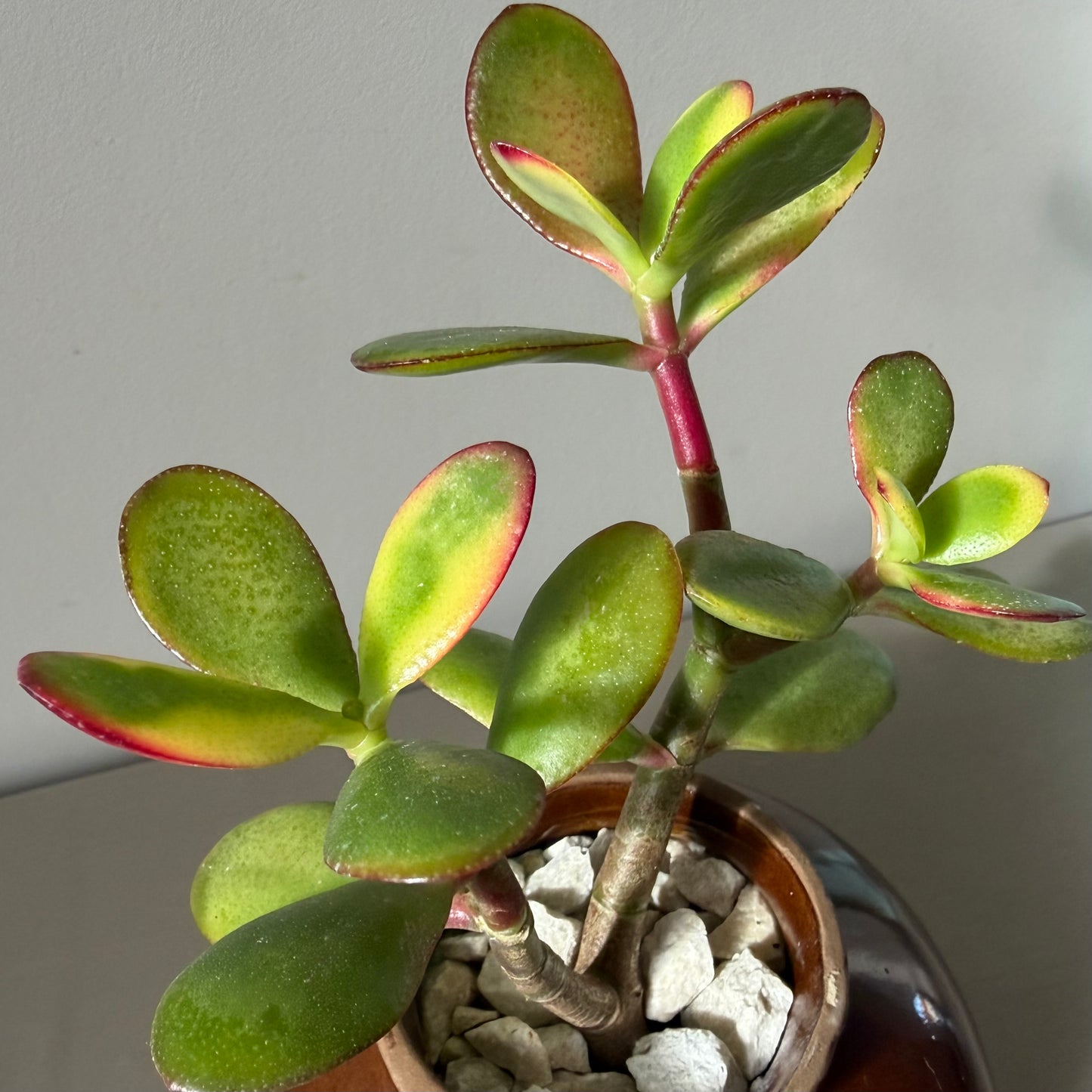 Brown Chinese Glazed Crock with Double-Headed Jade Plant