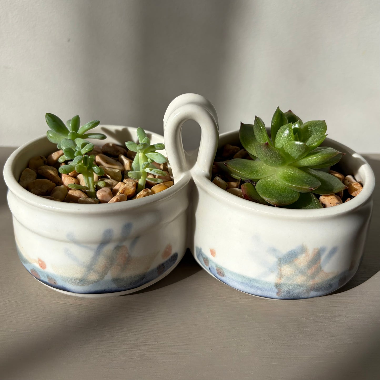 Mixed Succulents in Antique Royal Bonn Dish