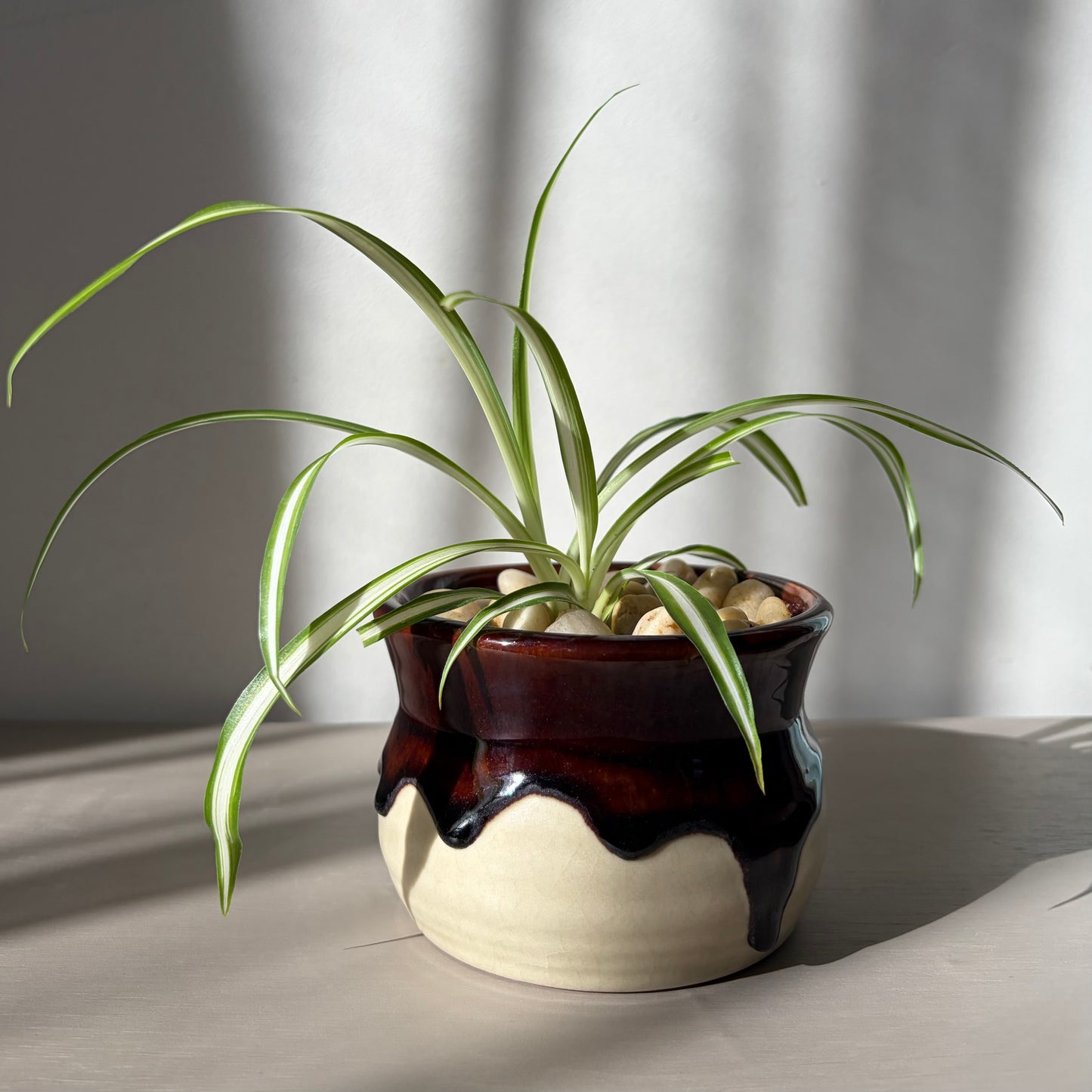 Spider Plant in Drip Glazed Ceramic