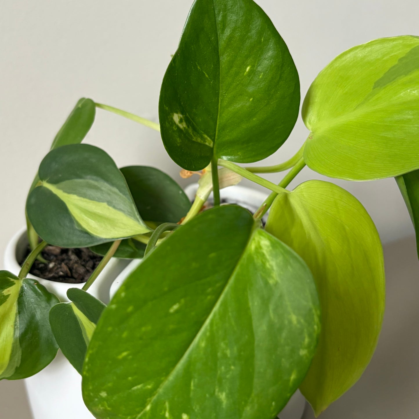 Neon Pothos and Brazil Philodendron book ends