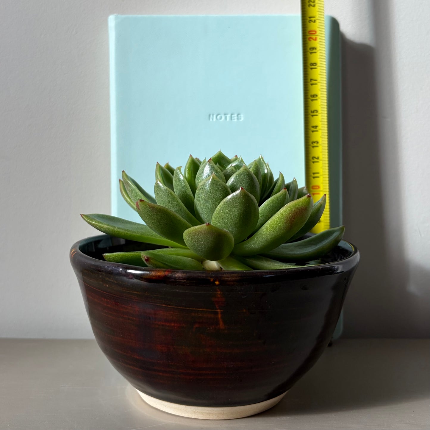Large Echeveria Miranda in Sakura Tortoise Shell Bowl