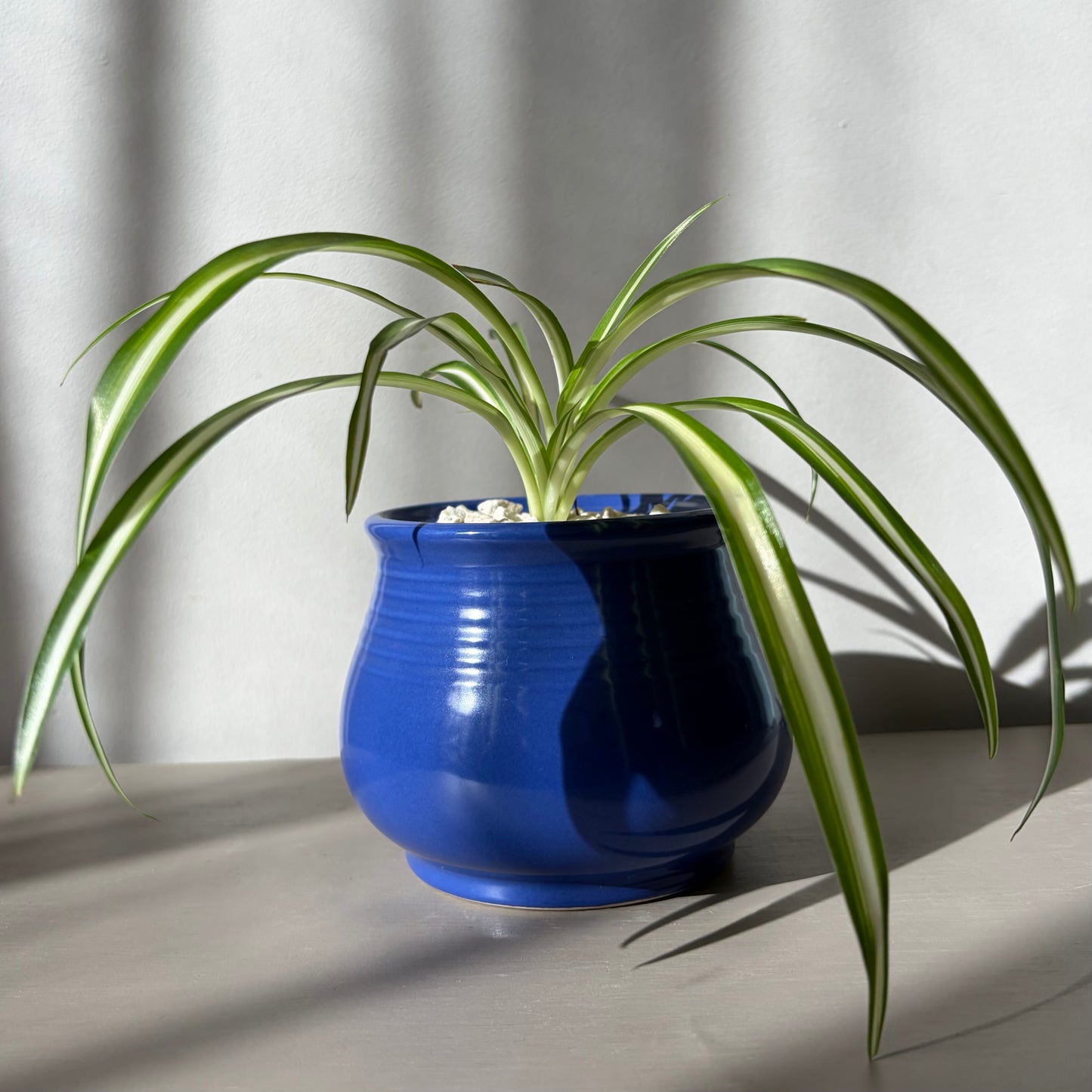 Spider Plant in Cobalt Ceramic Pot