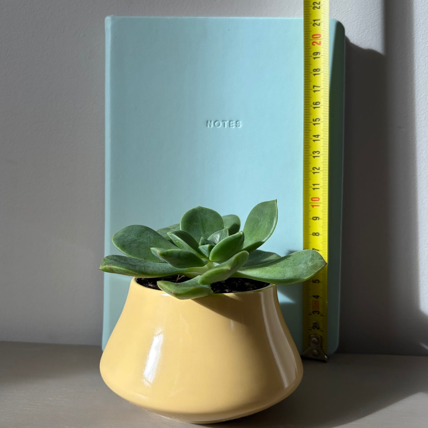Echeveria Elegans in Vintage Poole Pottery Bowl
