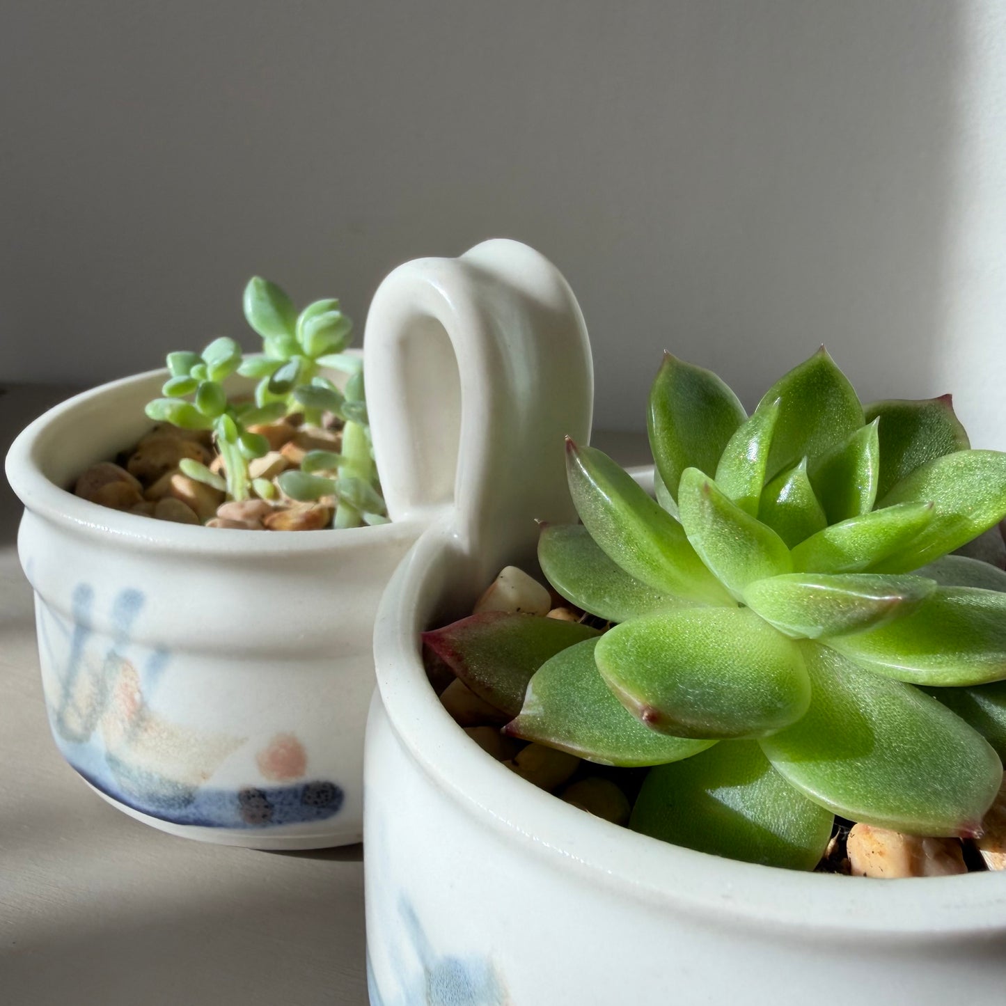 Mixed Succulents in Antique Royal Bonn Dish