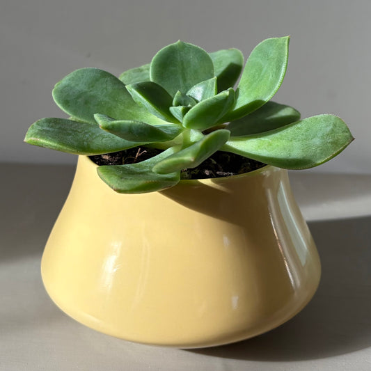 Echeveria Elegans in Vintage Poole Pottery Bowl
