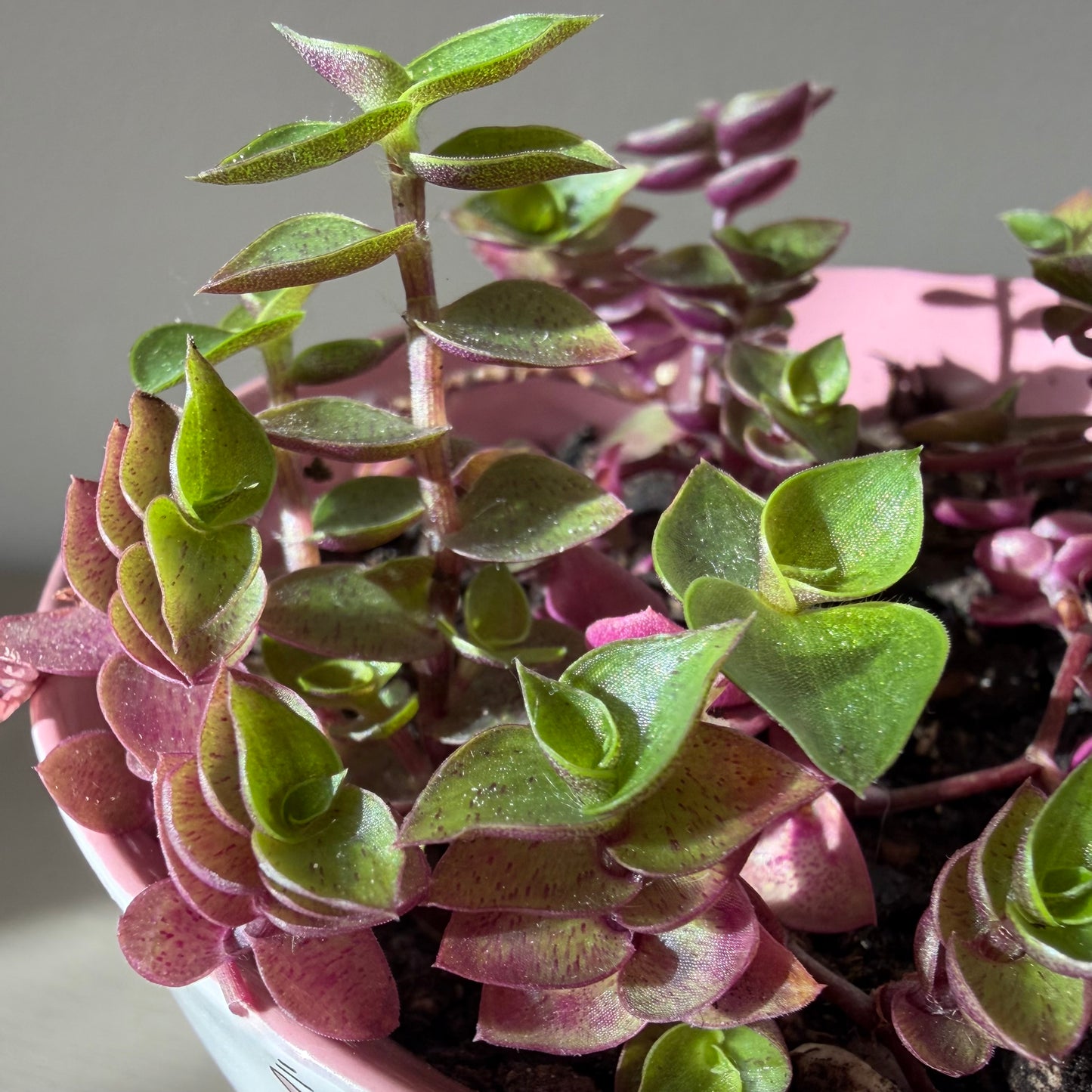 Callisia repens ‘Pink Bubbles’ in collectible pig bowl