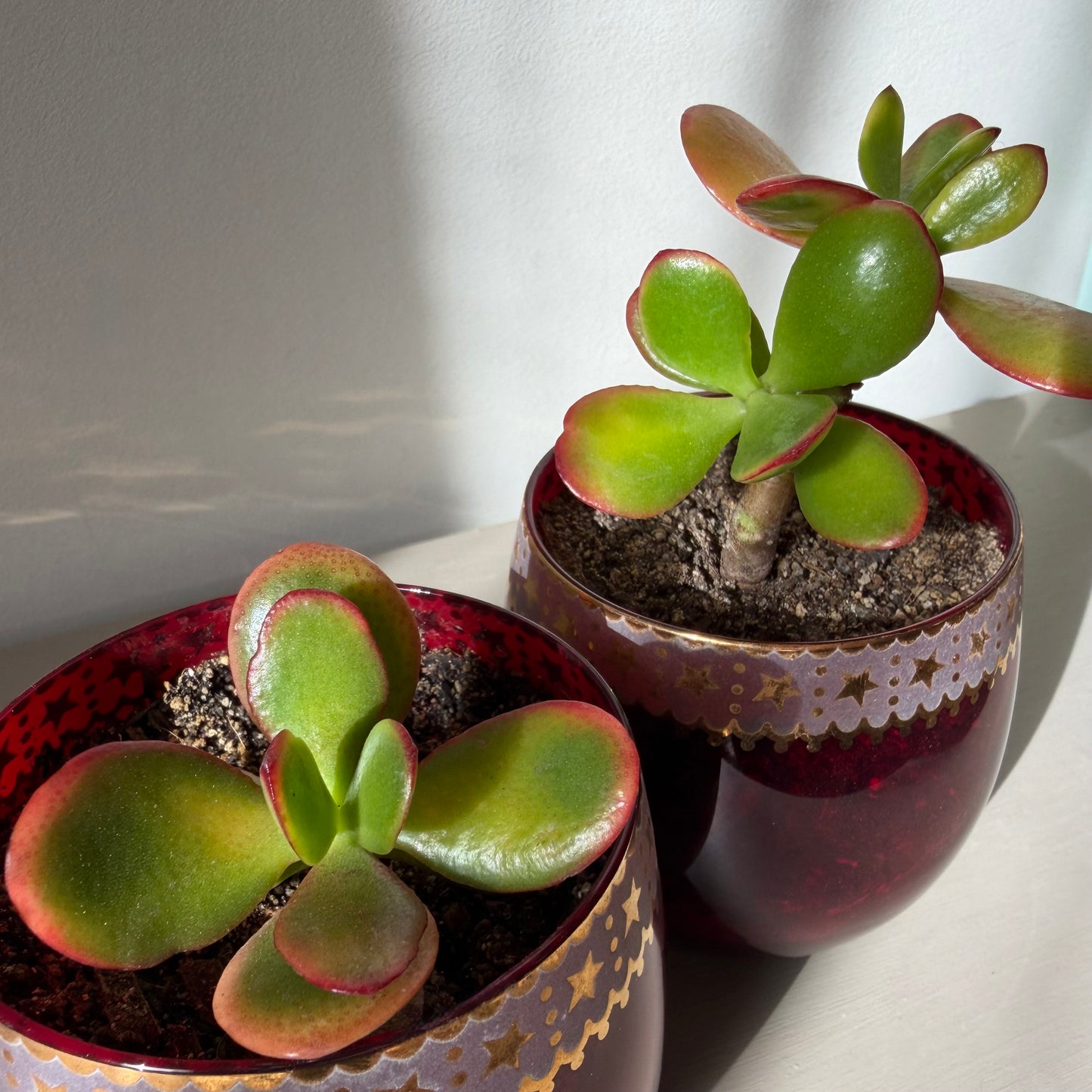 Jade Plant in Vintage Ruby Glass (Set of 2)