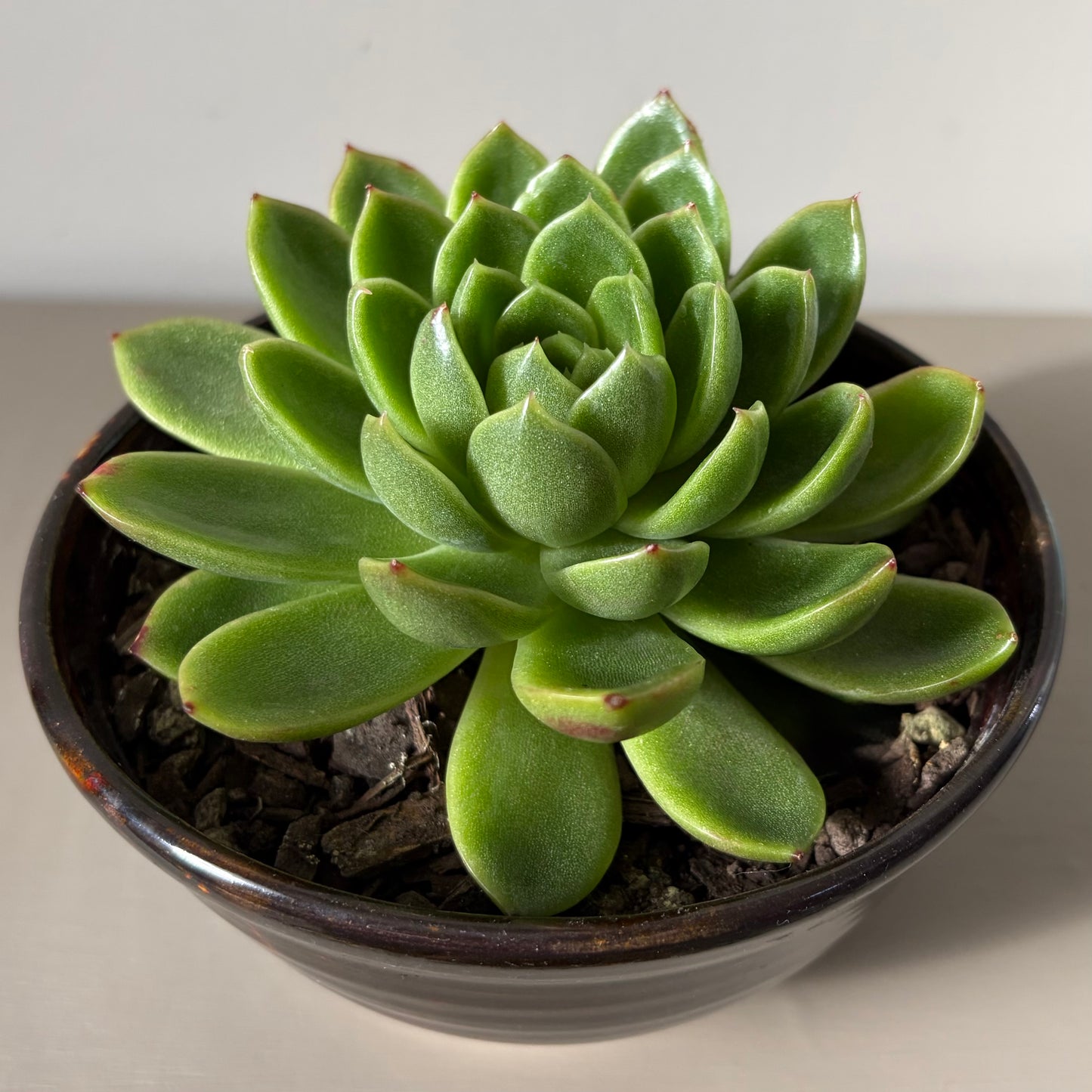Large Echeveria Miranda in Sakura Tortoise Shell Bowl