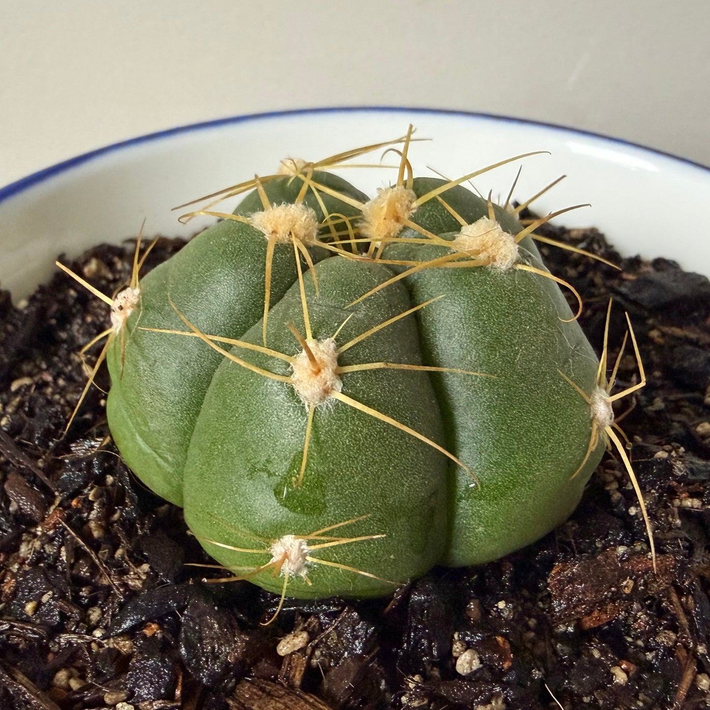 Gymnocalycium horstii in Vintage Japanese Porcelain