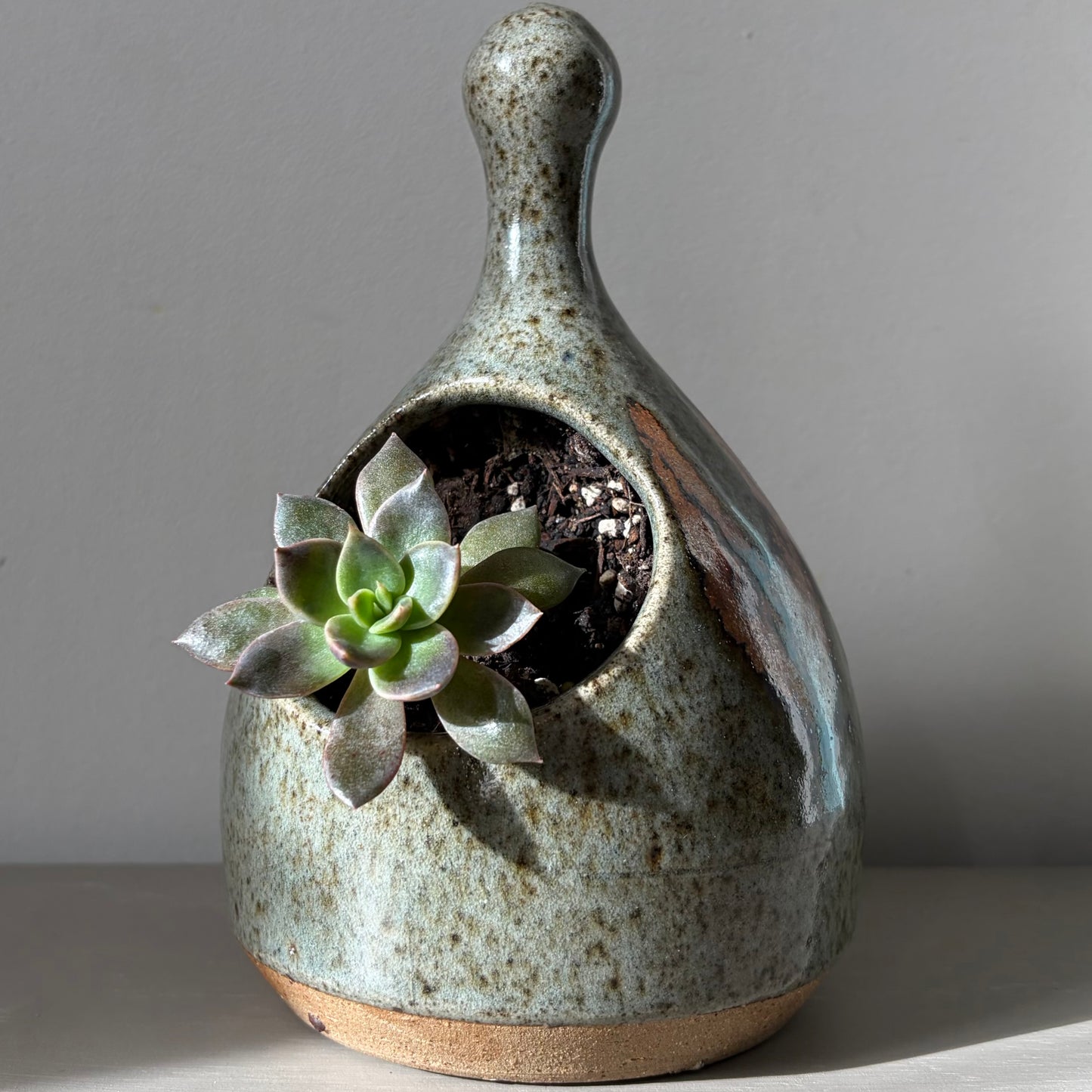 Black Prince Echeveria in Studio Pottery Salt Pig