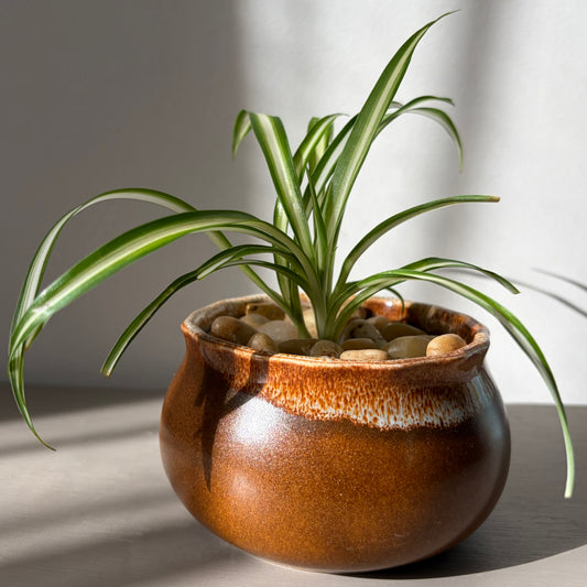 Spider Plant in Glossy Brown Ceramic