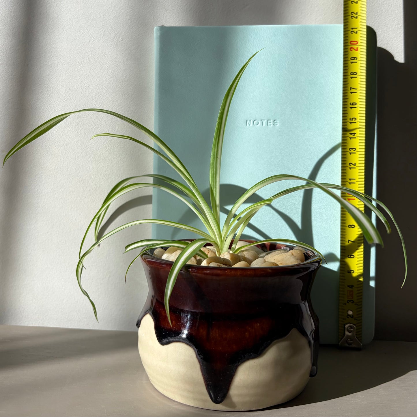 Spider Plant in Drip Glazed Ceramic