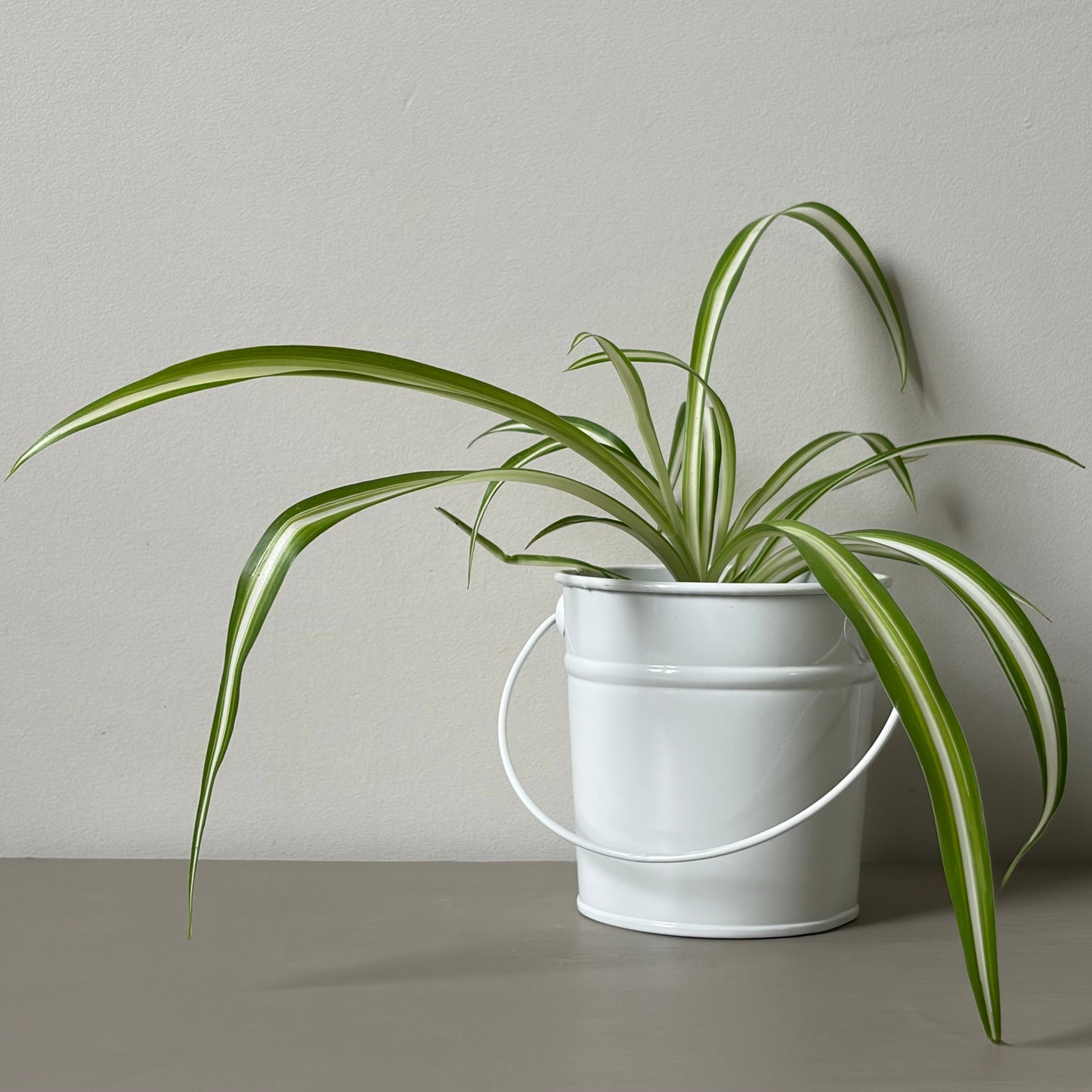 Spider Plant in Metal Bucket Planter (Tall)