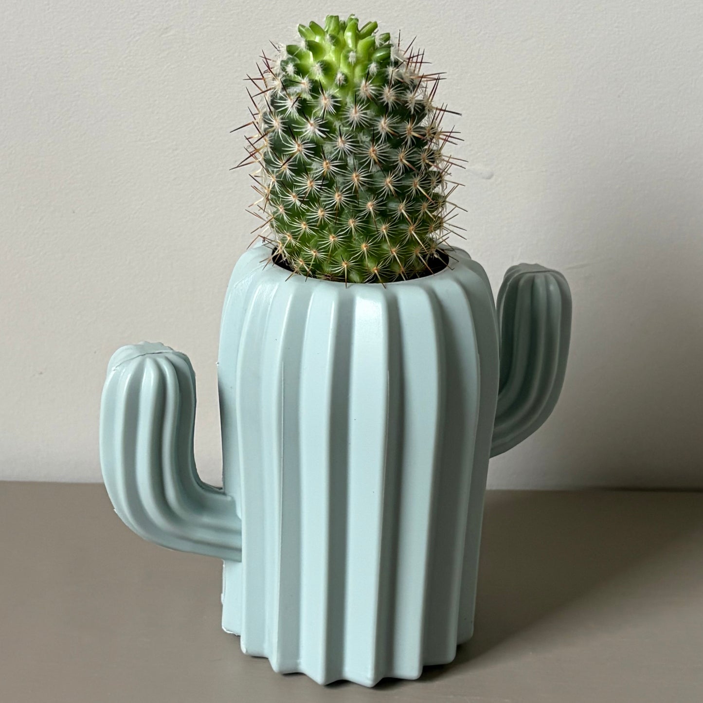 Mammillaria microhelia Cactus