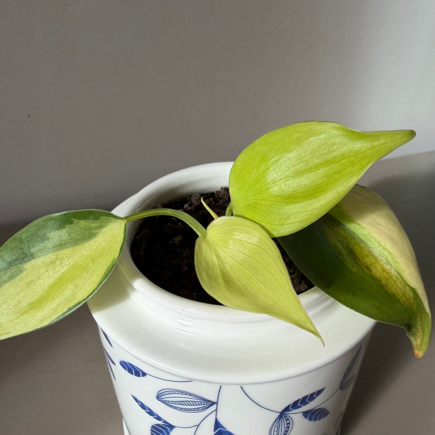 Philodendron Brasil in Vintage Di Antonio Ceramic Jar