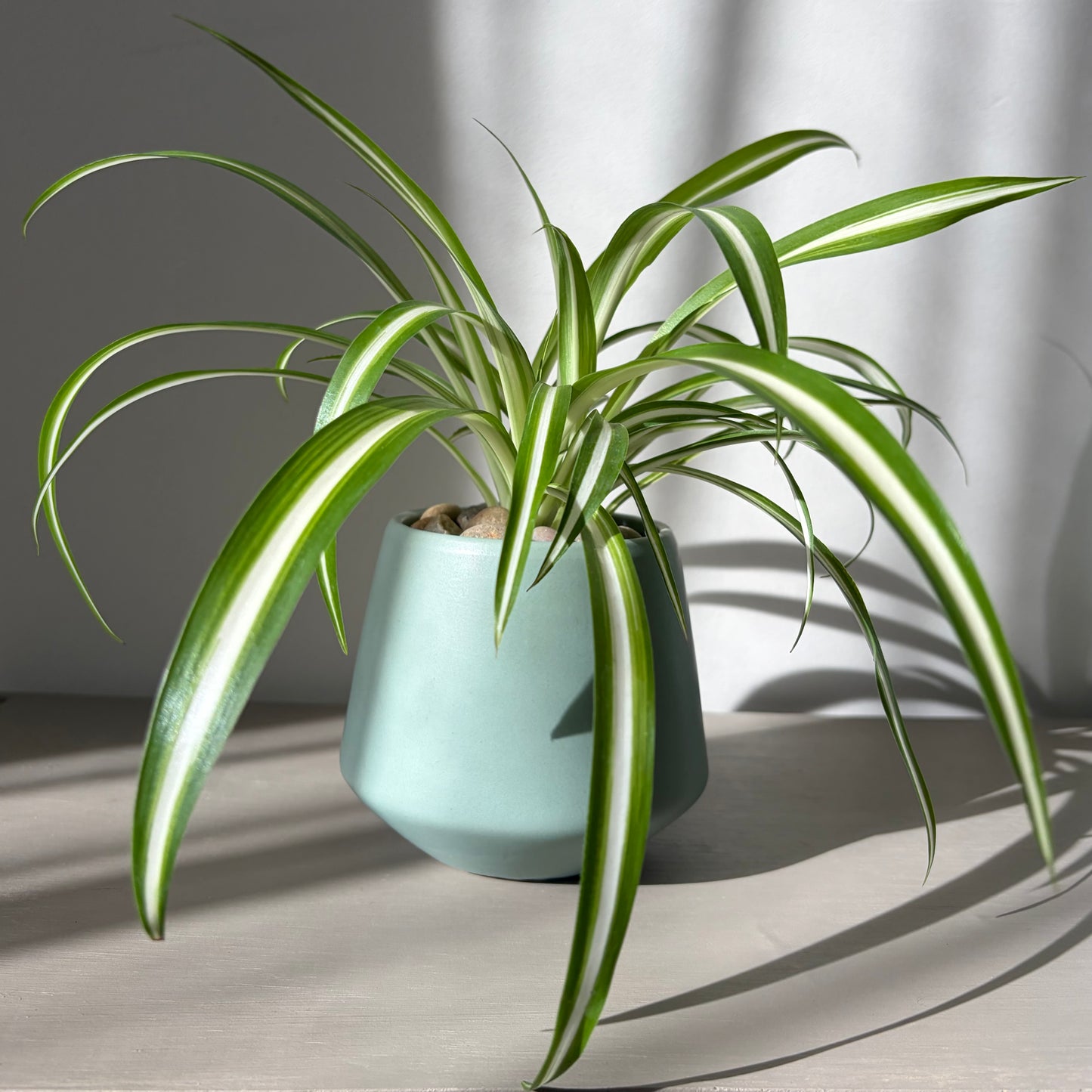 Spider Plant in Coloured Terracotta (Full, 4 Plants)