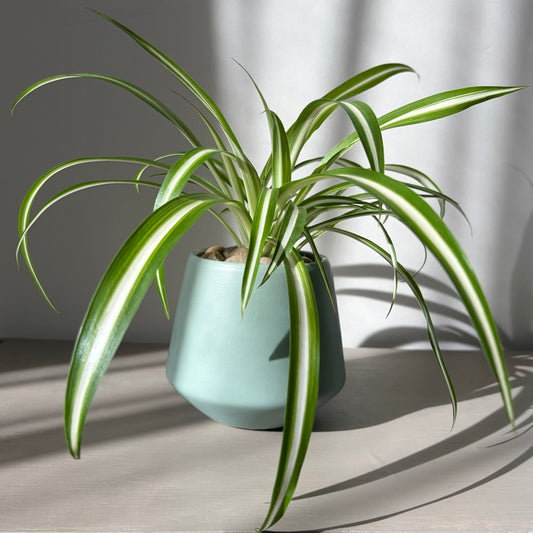 Spider Plant in Coloured Terracotta (Full, 4 Plants)