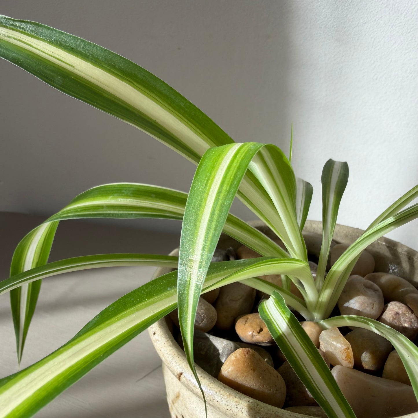 Spider Plant in Studio Pottery Planter