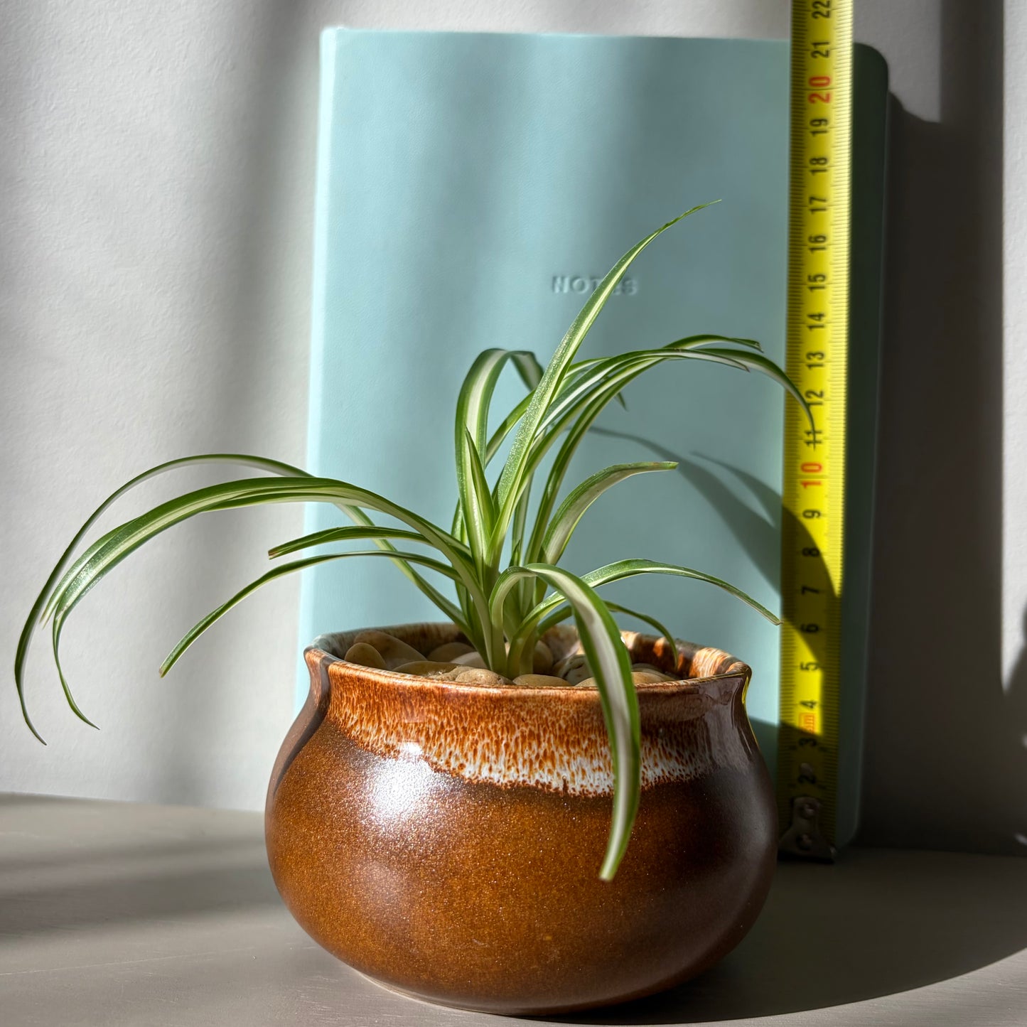 Spider Plant in Glossy Brown Ceramic