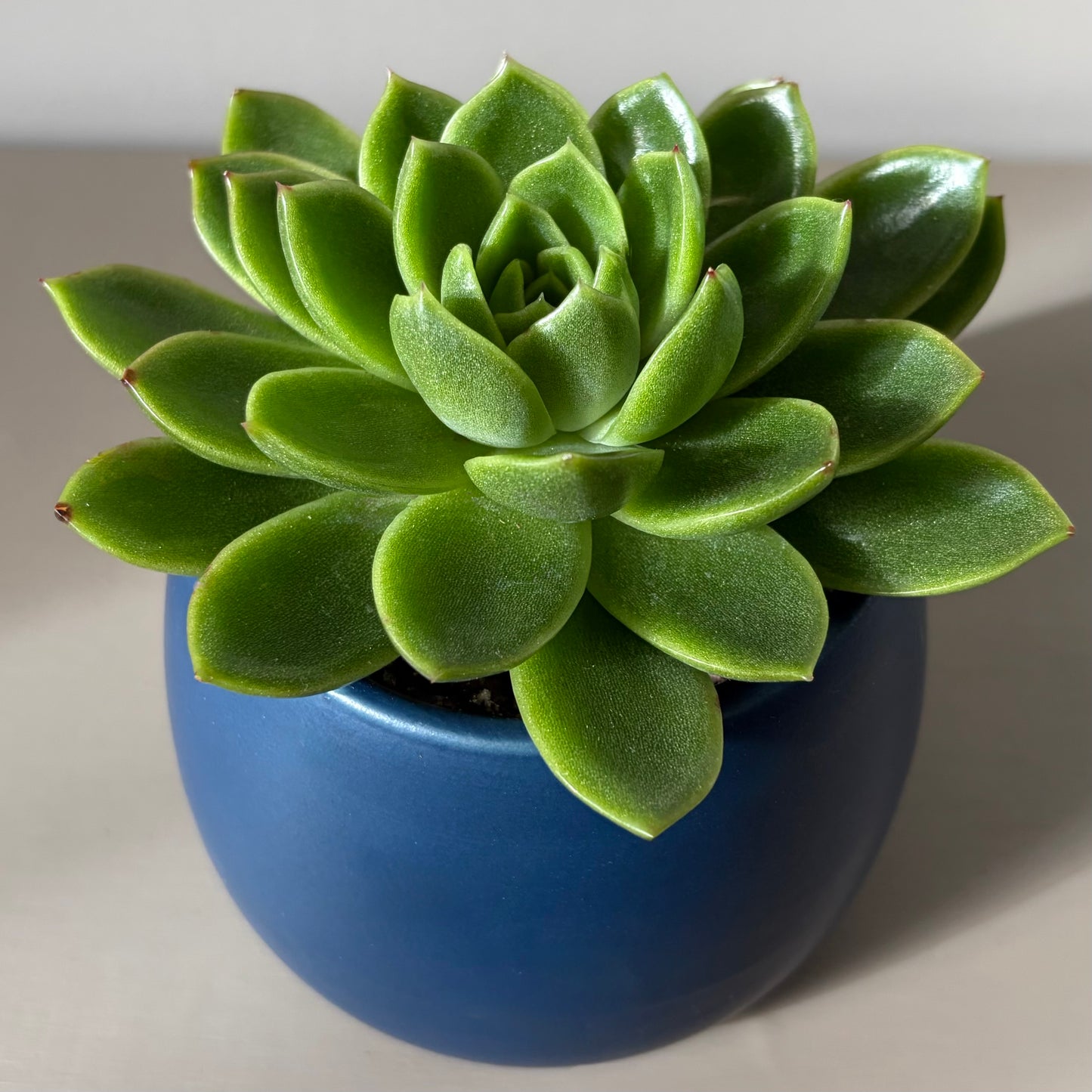 Echeveria Miranda in Blue Ceramic Pot
