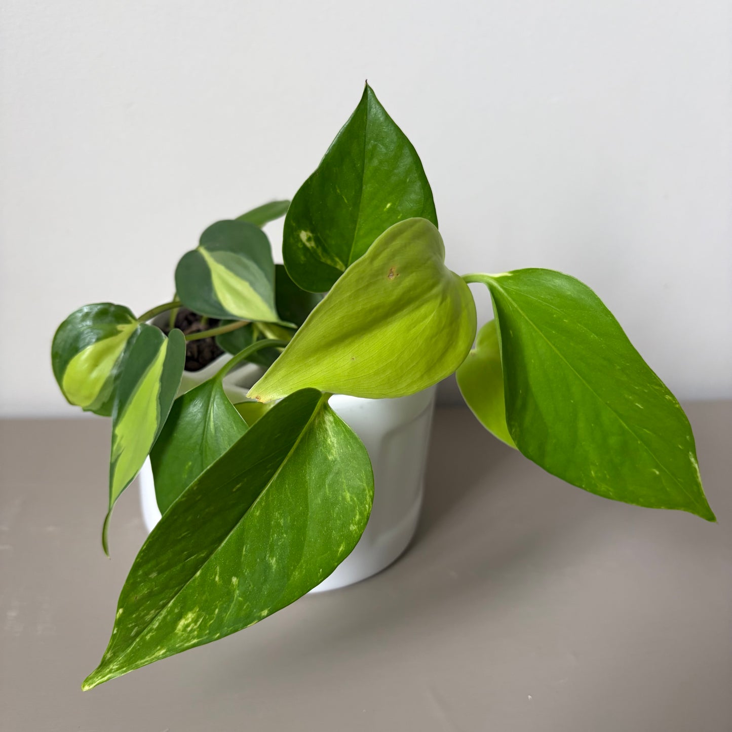Neon Pothos and Brazil Philodendron book ends