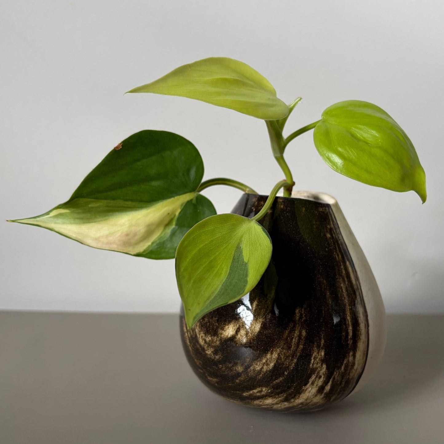 Philodendron ‘Brazil’ in Handmade Studio Pot