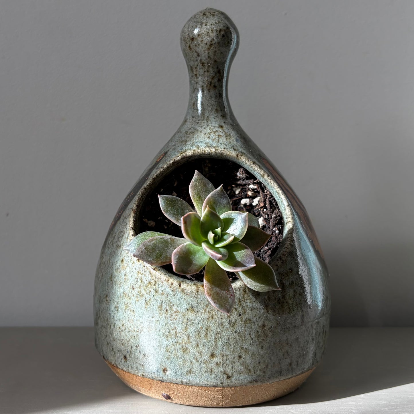 Black Prince Echeveria in Studio Pottery Salt Pig