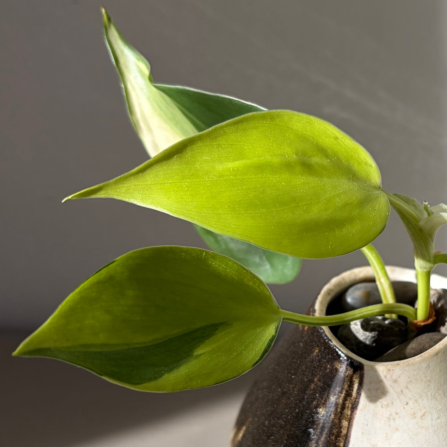 Philodendron ‘Brazil’ in Handmade Studio Pot