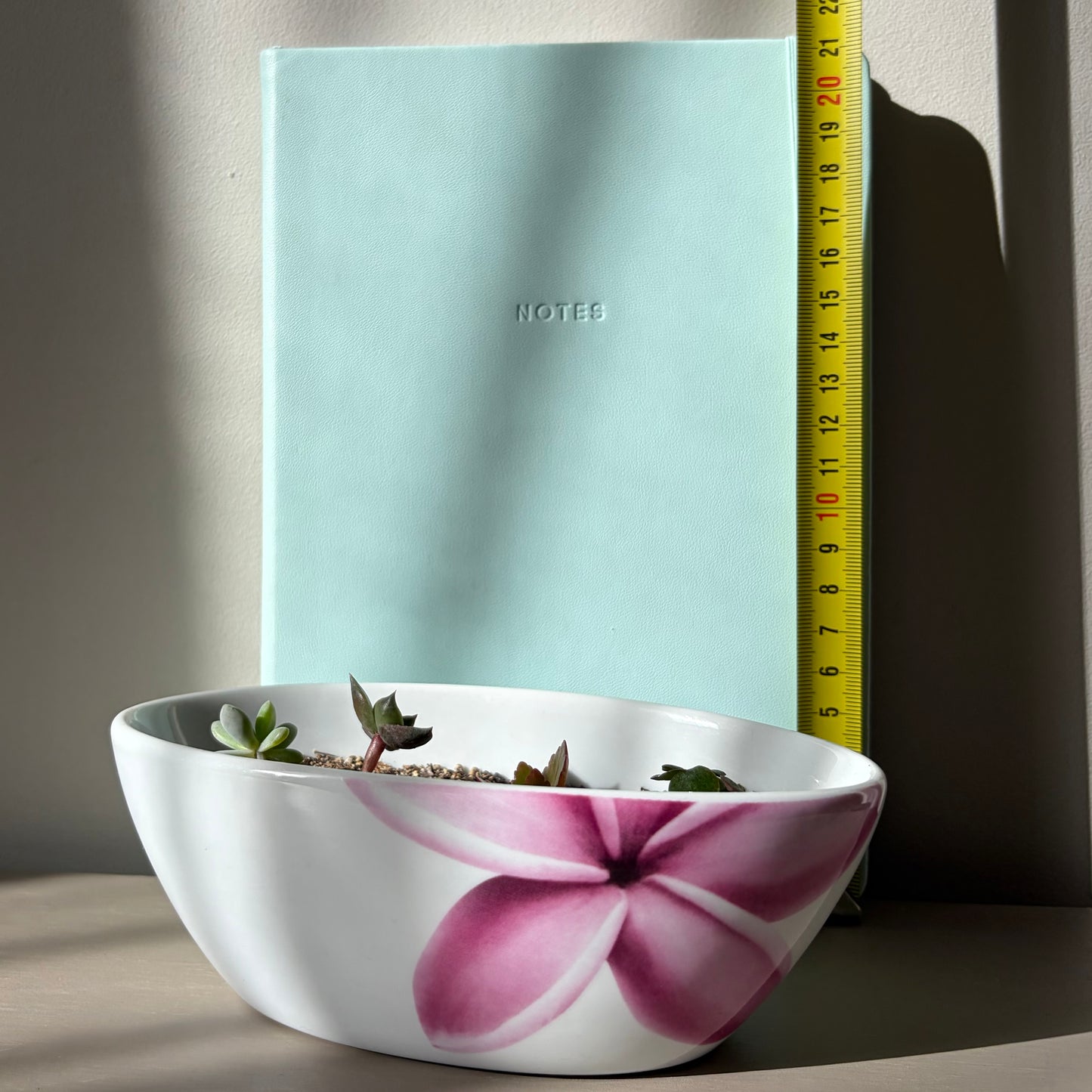 Succulent Collection in Villeroy & Boch Bowl