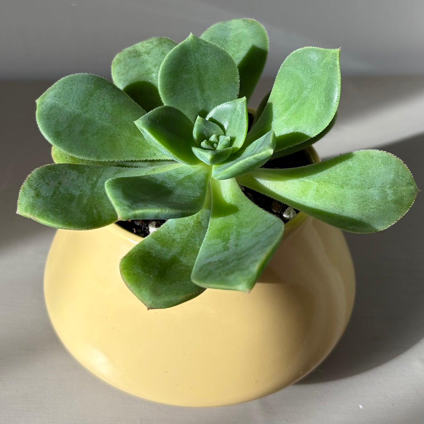 Echeveria Elegans in Vintage Poole Pottery Bowl