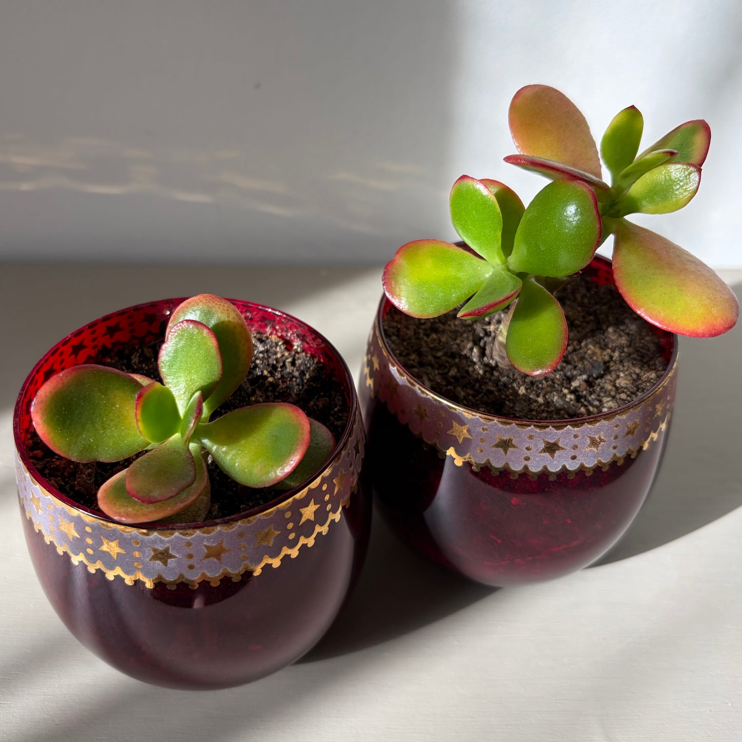 Jade Plant in Vintage Ruby Glass (Set of 2)