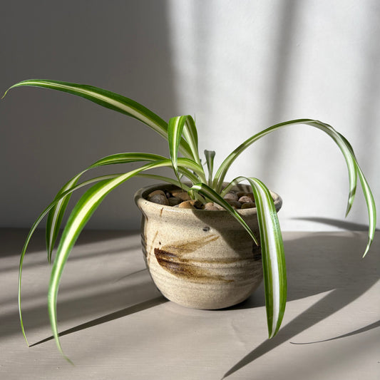 Spider Plant in Studio Pottery Planter