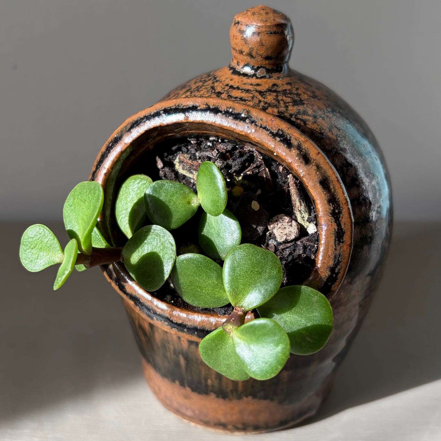 Elephant Bush Trio in Studio Pottery Salt Pig