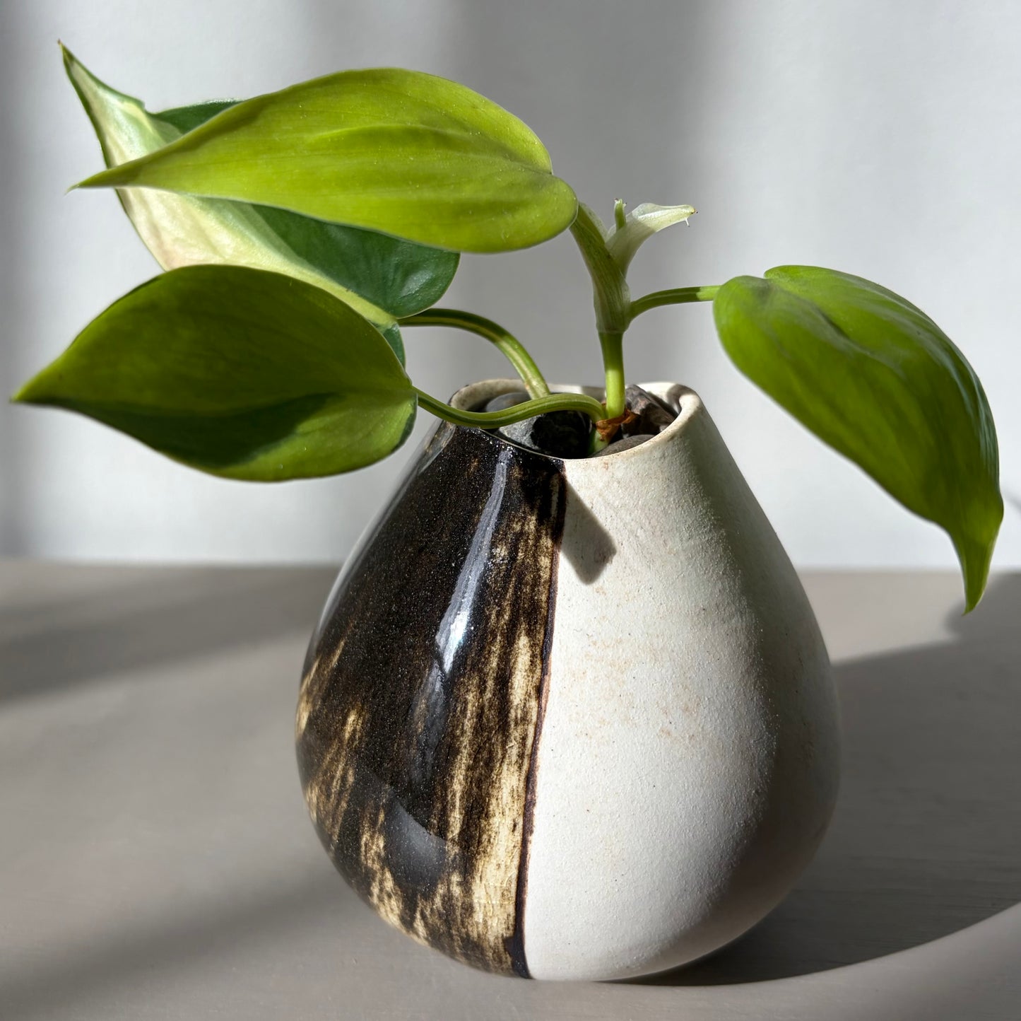 Philodendron ‘Brazil’ in Handmade Studio Pot