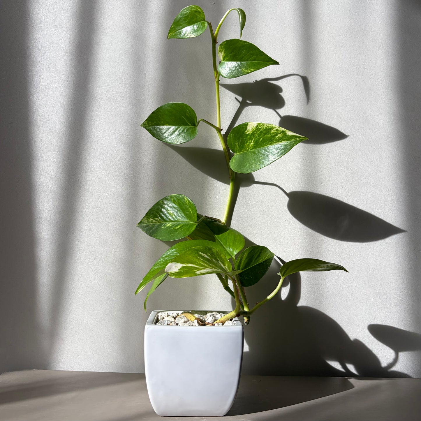 Long Trailing Golden Pothos in White Ceramic Planter