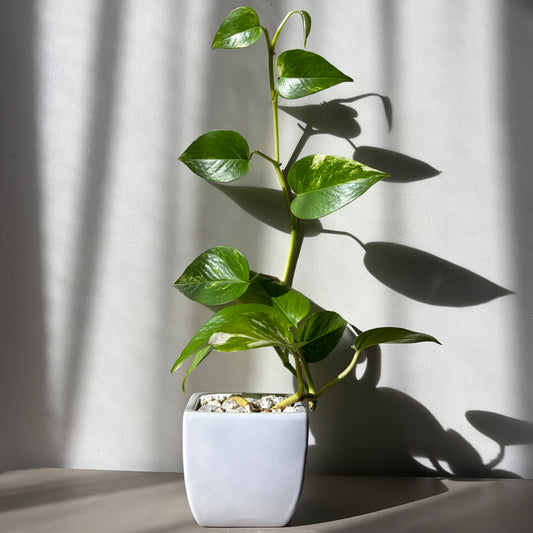 Long Trailing Golden Pothos in White Ceramic Planter