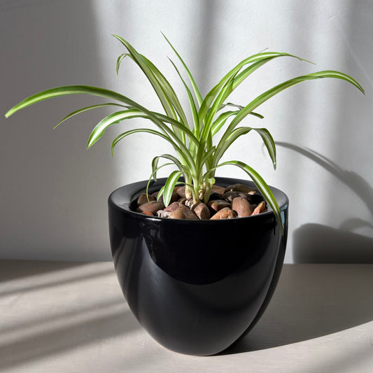 Spider Plant in Glossy Black Ceramic