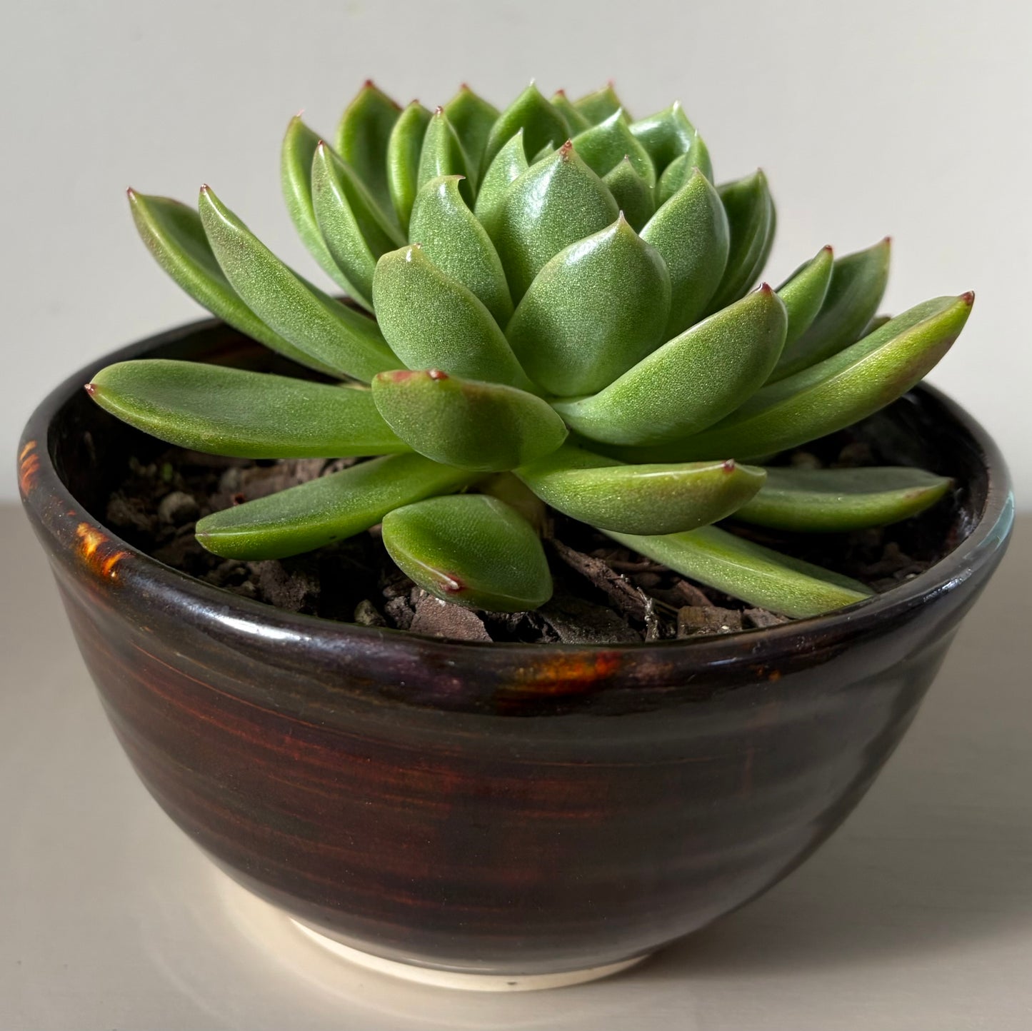 Large Echeveria Miranda in Sakura Tortoise Shell Bowl