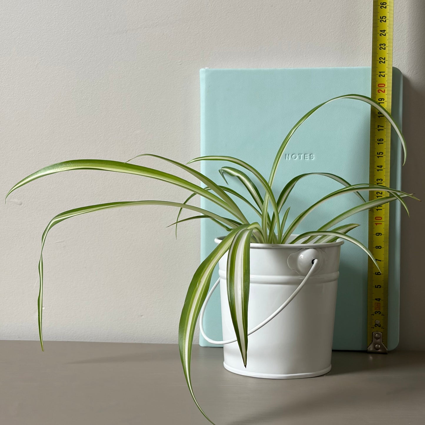 Spider Plant in Metal Bucket Planter (Tall)