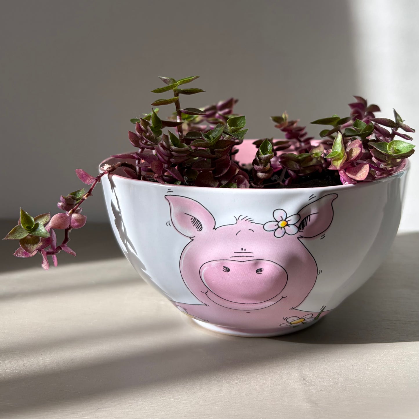 Callisia repens ‘Pink Bubbles’ in collectible pig bowl