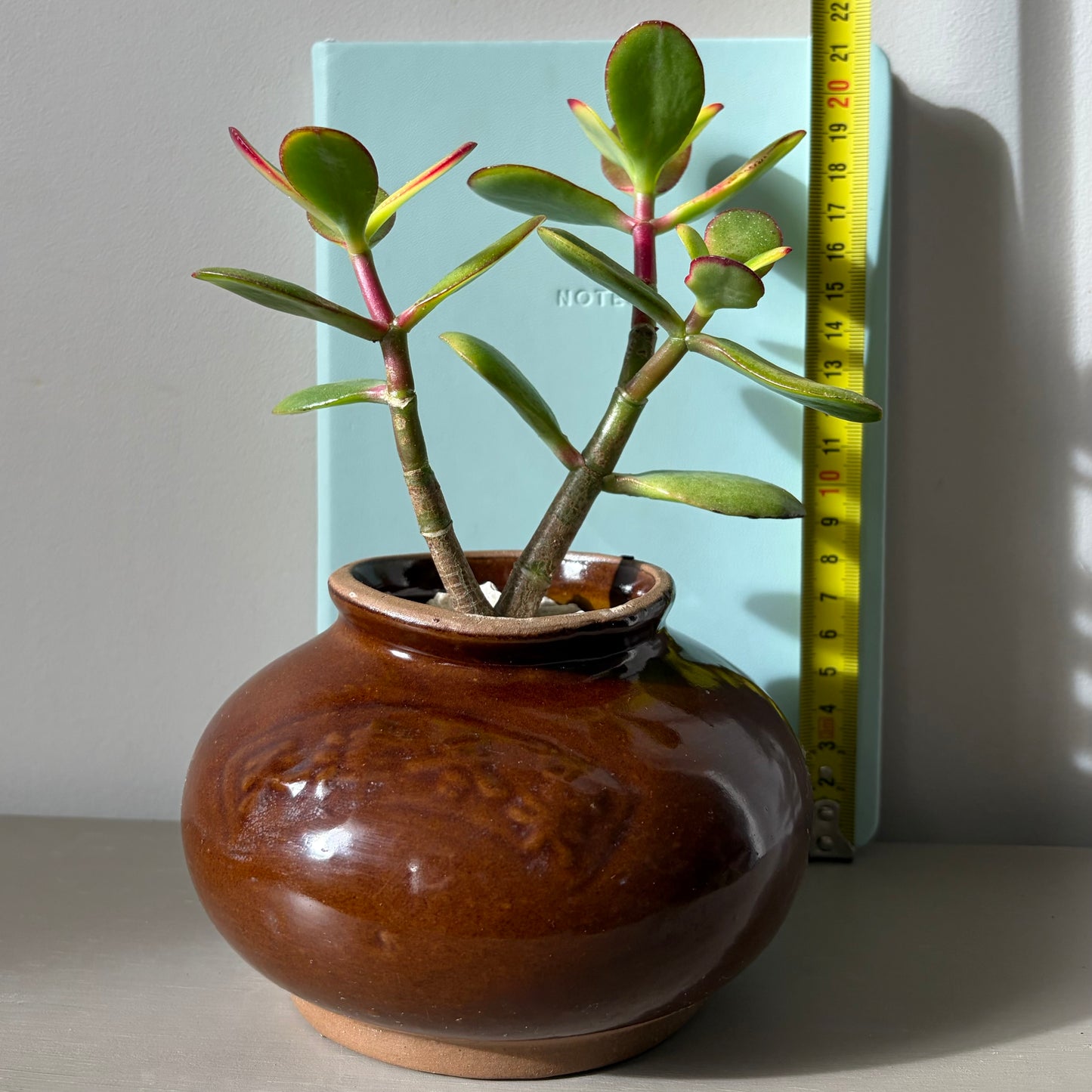 Brown Chinese Glazed Crock with Double-Headed Jade Plant